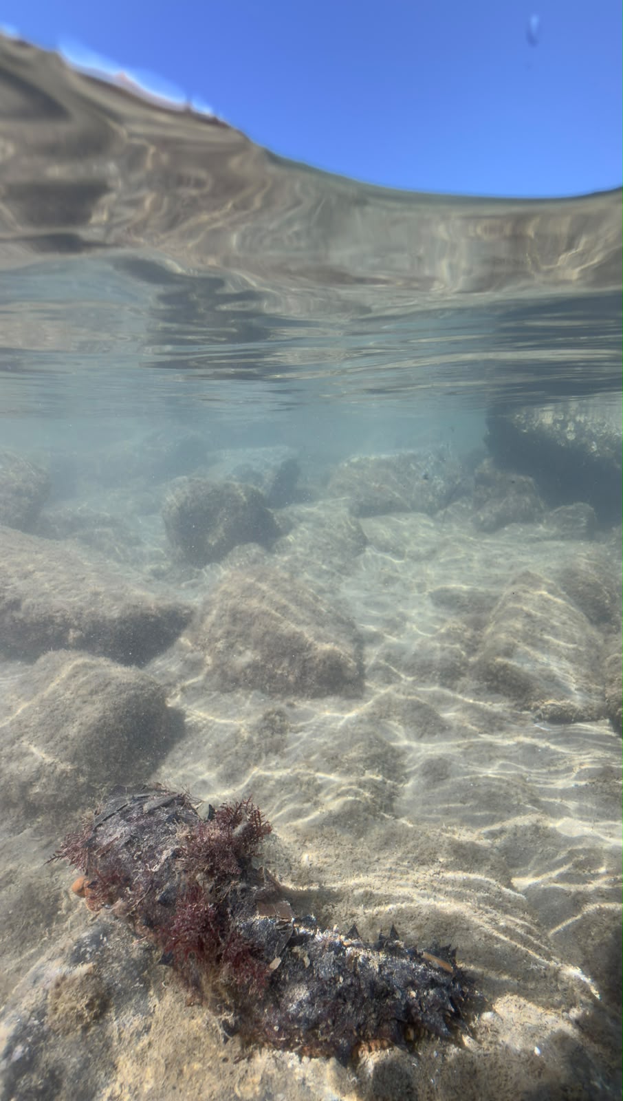 L''oloturia, un''isola vivente